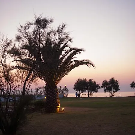 Corfu Sea Palm Roda (Corfu)